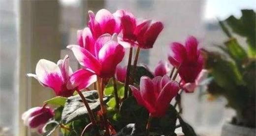 仙客来耐冻吗?冬天如何保护仙客来不被冻伤? 仙客来耐冻吗?冬天如何保护仙客来不被冻伤?