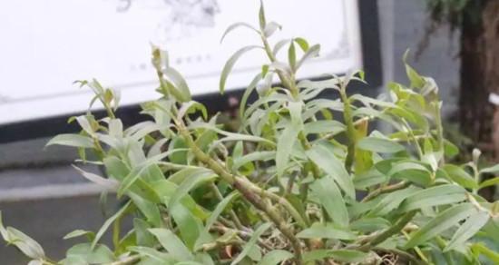 石斛种植需要哪些条件?栽种石斛的环境要求是什么?