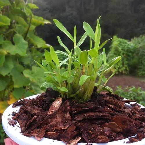 石斛种植需要哪些条件？栽种石斛的环境要求是什么？