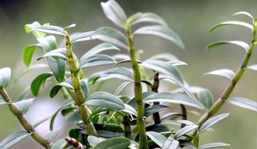 石斛种植需要哪些条件？栽种石斛的环境要求是什么？