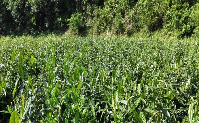 红茶采摘时间是什么时候？收获季节有哪些特点？