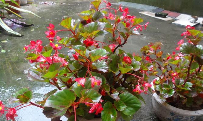 四季海棠花怎么养家庭养法?有哪些注意事项?