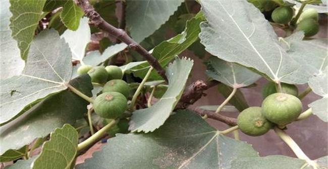 无花果落果了怎么办?如何预防和处理落果问题?