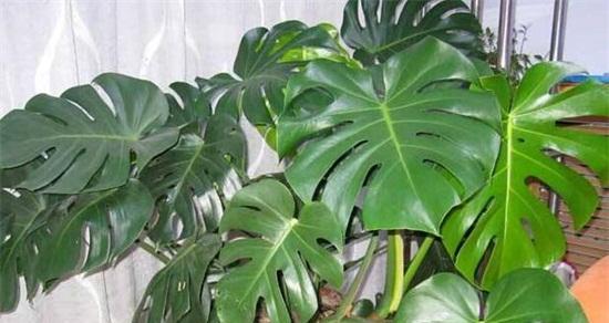 龟背竹养殖方法有哪些?养殖过程中应注意什么问题?