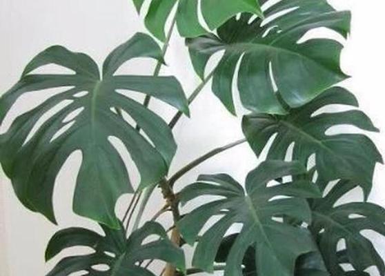 龟背竹养殖方法有哪些?养殖过程中应注意什么问题? 龟背竹养殖方法有哪些?养殖过程中应注意什么问题?