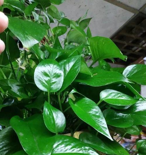 兰草可以浇啤酒吗？这样做有什么好处和风险？