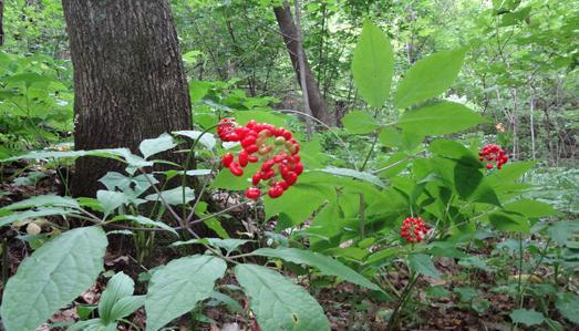 人参花的功效与作用是什么？如何正确食用人参花？
