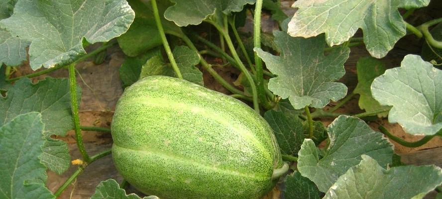 香瓜什么品种最好？如何挑选高品质香瓜？