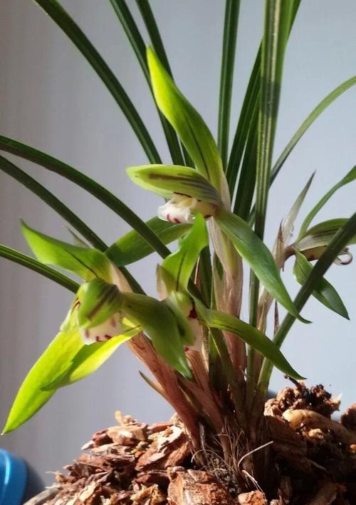 春兰开花时间是何时?一年能开几次花?