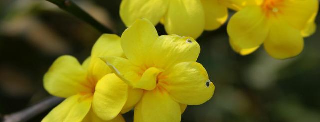 迎春花通常是什么颜色的?为什么会有不同的颜色变化?