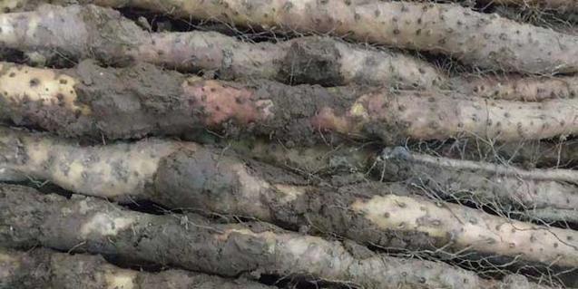 山药怎么保存时间长？有效延长山药保质期的方法是什么？