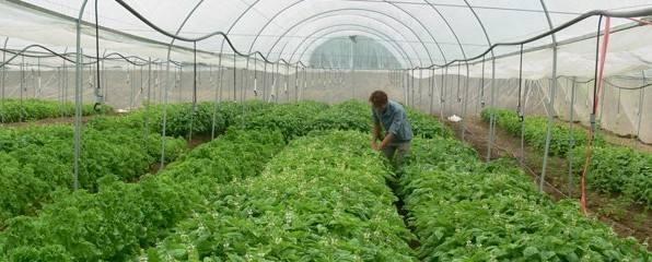 人参播种的最佳时间是什么时候？播种后需要注意哪些问题？