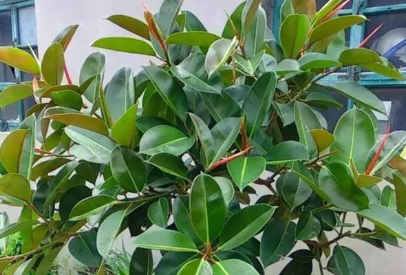 橡皮树用什么土养好?选择合适的土壤类型和养分管理方法是什么?