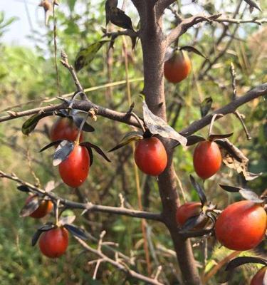 柿子树插枝能活吗？如何正确进行插枝操作？