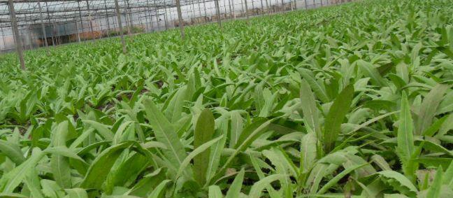 油麦菜最佳种植时间是什么时候？如何确保高产？