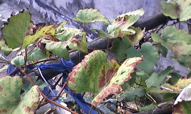 葡萄叶片发黄是什么原因？如何正确处理？