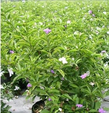 双色茉莉耐寒吗?如何在冬季保持其生长?