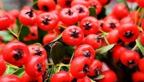 沙果树几年能结果实?如何加速其结果过程?