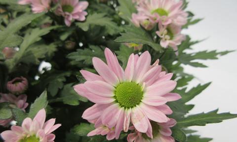 菊花属于木本植物吗？常见问题解答