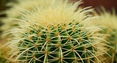 仙人掌是热带植物吗?它们的生长环境有哪些特点?