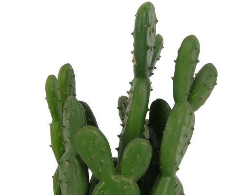 仙人掌是热带植物吗?它们的生长环境有哪些特点? 仙人掌是热带植物吗?它们的生长环境有哪些特点?