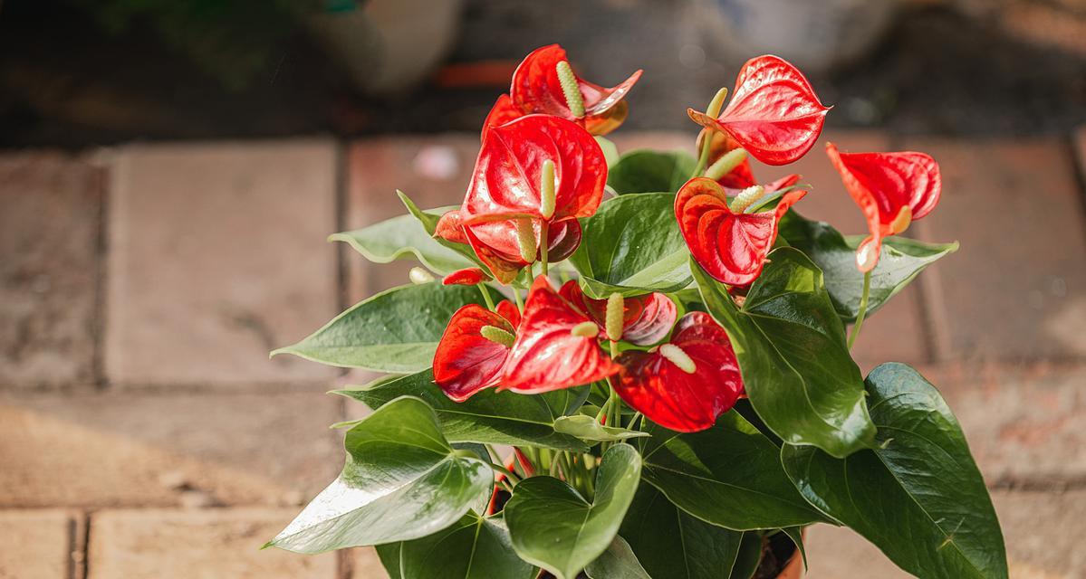 红掌配土方法是什么?种植土壤如何选择?