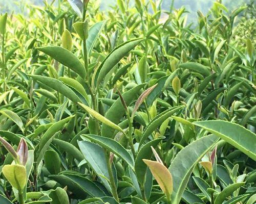 高山肉桂属于什么茶？高山肉桂的茶类归属是什么？