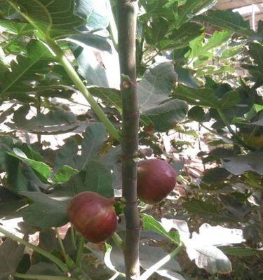 无花果有毒吗?室内养护需要注意什么? 无花果有毒吗?室内养护需要注意什么?