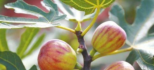 无花果有毒吗?室内养护需要注意什么?