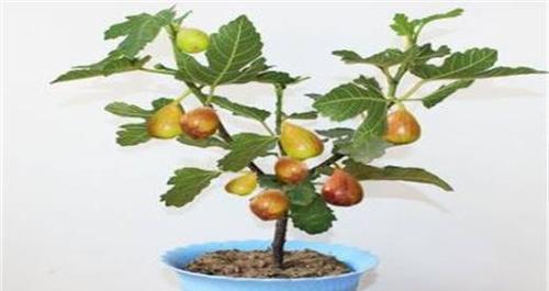 无花果有毒吗?室内养护需要注意什么? 无花果有毒吗?室内养护需要注意什么?