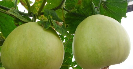 香瓜什么时候成熟最佳？如何判断香瓜是否完全成熟？