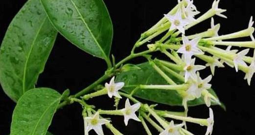 夜来香怕晒太阳吗？如何正确养护夜来香？