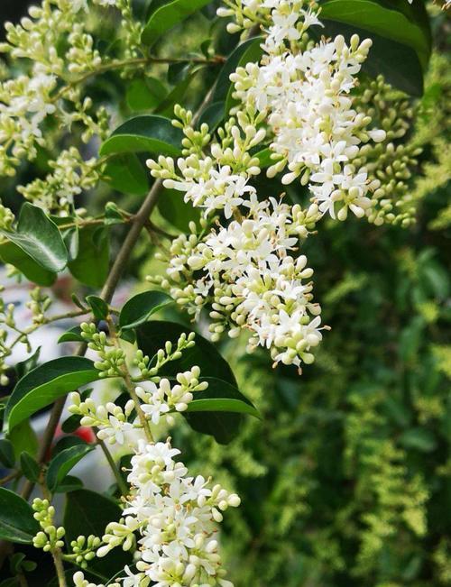 小叶女贞是常绿植物吗？它的生长特点是什么？