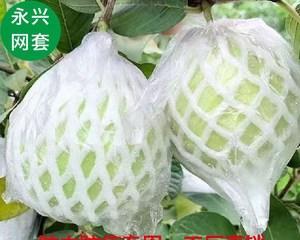 芭乐最佳套袋时间是什么时候？套袋前后需要注意哪些问题？