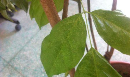 幸福树烂叶子怎么办？找出原因并快速处理！