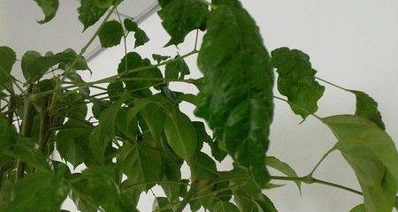 幸福树烂叶子怎么办?找出原因并快速处理!