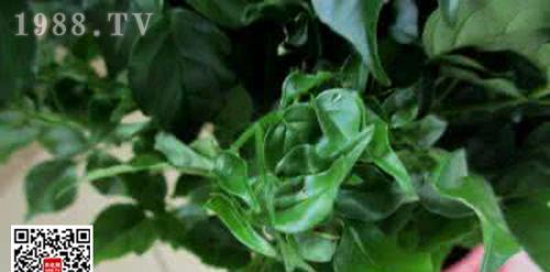 幸福树烂叶子怎么办？找出原因并快速处理！