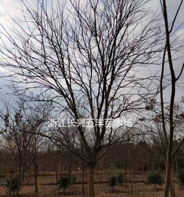 无花果树冬季如何安全过冬?常见问题及解决方法是什么?