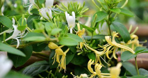 金银花如何生长?生长环境条件有哪些要求?