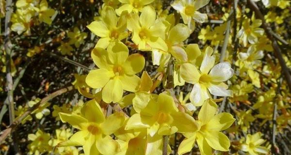 迎春花秋天会开花吗?如何确保其秋季开花?