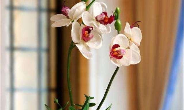 蝴蝶兰分株移植的最佳时机是什么时候？具体步骤有哪些？