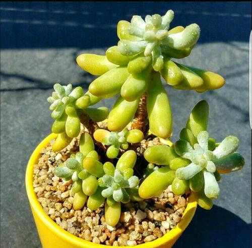 乙女心服盆需要多长时间?服盆期间的注意事项是什么? 乙女心服盆需要多长时间?服盆期间的注意事项是什么?