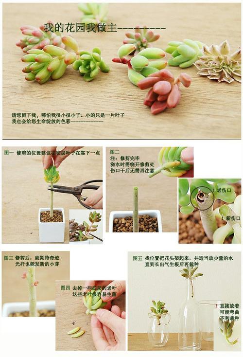 乙女心服盆需要多长时间?服盆期间的注意事项是什么? 乙女心服盆需要多长时间?服盆期间的注意事项是什么?