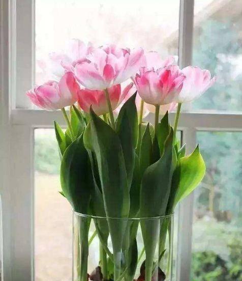 郁金香有种子吗？如何正确种植郁金香？