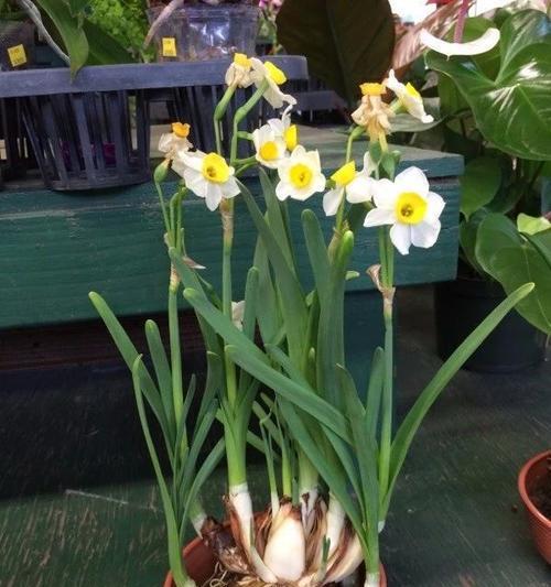 水仙花什么时候开始长花苞？如何促进花苞的形成？