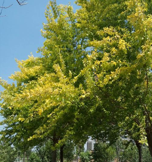 榆树冬天落叶吗？冬天会不会落叶掉光？