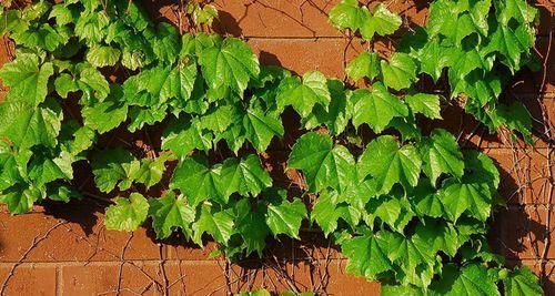爬山虎属于藤本植物吗?它是什么类型的植物?