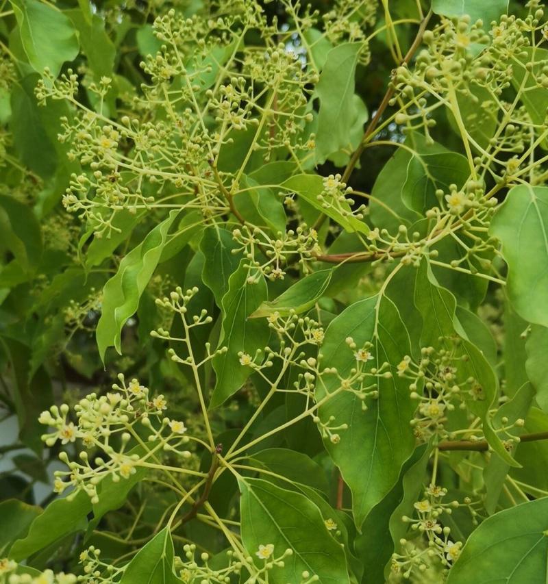 香樟树花香对人体有害吗？如何安全欣赏香樟花香？