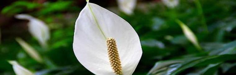白鹤芋一年开几次花?如何促进其频繁开花? 白鹤芋一年开几次花?如何促进其频繁开花?