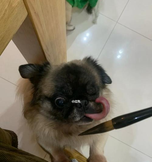 狗狗能吃橘子吗?宠物喂食橘子的正确方法和注意事项是什么?